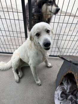 Anatolian Shepherd Dogs Available for Adoption in Chester, South Carolina - GEORGIA | PetCurious