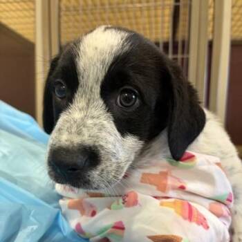 Sir Speckles -  Australian Cattle Dog Blue Heeler and Mixed Breed Dog for Adoption in Merriam, Kansas - Sir Speckles | PetCurious