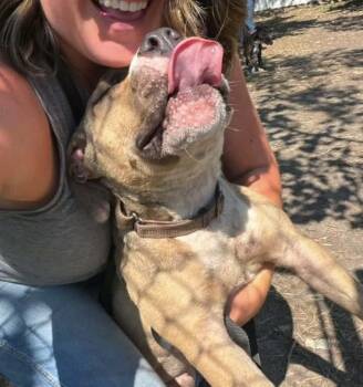 Bisbee -  Pit Bull Terrier Dog for Adoption in Chicago, Illinois - Bisbee | PetCurious
