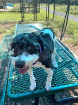 SNOOPY -  Poodle Dog for Adoption in Leesburg, Virginia - SNOOPY | PetCurious