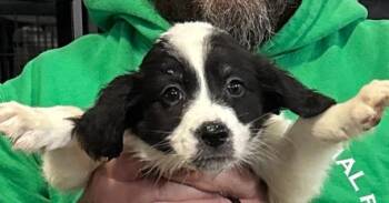 Ever -  Border Collie and Corgi Dog for Adoption in Papillion, Nebraska - Ever | PetCurious