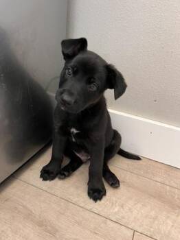 River - male puppy, loves belly rubs -  Mixed Breed Dog for Adoption in Sammamish, Washington - River - Male Puppy, Loves Belly Rubs | PetCurious