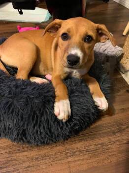 Molly -  Mixed Breed Dog for Adoption in Orlando, Florida - Molly | PetCurious