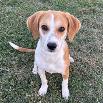 Aspen 2026 -  Beagle Dog for Adoption in Cincinnati, Ohio - Aspen 2026 | PetCurious