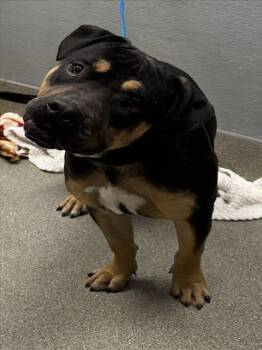 Rescue Pit Bull Terrier Dogs for Adoption in Las Vegas, Nevada - KUDA | PetCurious