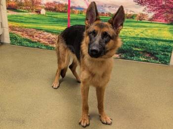 A554038 -  German Shepherd Dog and Mixed Breed Dog for Adoption in Moreno Valley, California - A554038 | PetCurious