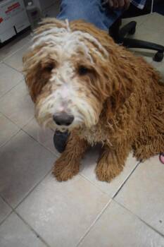 Sheep Dog and Poodle Dogs Available for Adoption - Bisquit | PetCurious