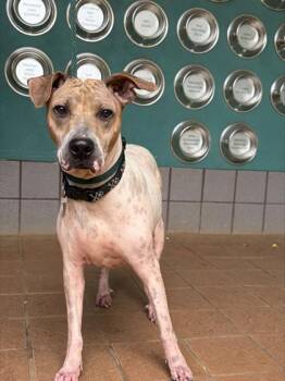 Lucky Dube-Mayjah -  Pit Bull Terrier and Mixed Breed Dog for Adoption in Honolulu, Hawaii - Lucky Dube-Mayjah | PetCurious