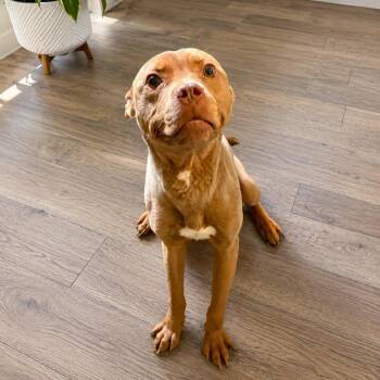 Cletus -  Pit Bull Terrier and Vizsla Dog for Adoption in Metamora, Michigan - Cletus | PetCurious