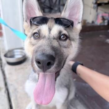 Husky Dogs Available for Adoption in Brookeville, Maryland - Storm | PetCurious