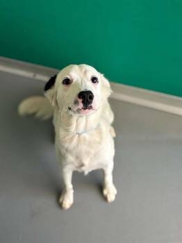 STITCH -  Border Collie and Mixed Breed Dog for Adoption in Visalia, California - STITCH | PetCurious