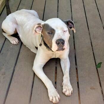 Strudelle -  Pit Bull Terrier and Mixed Breed Dog for Adoption in Livingston, Texas - Strudelle | PetCurious