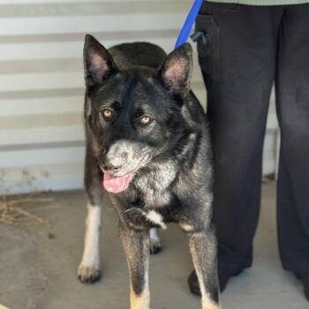 Rescue Shepherd Dogs for Adoption in Sonora, California - Charleston | PetCurious