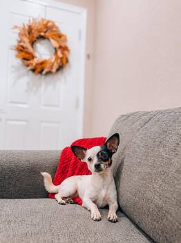 Linda -  Chihuahua and Rat Terrier Dog for Adoption in Goodyear, Arizona - Linda | PetCurious