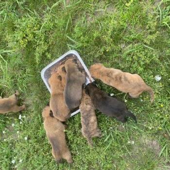 Cody Fluffman D12065 -  Dutch Shepherd and Belgian Shepherd Malinois Dog for Adoption - Cody Fluffman D12065 | PetCurious
