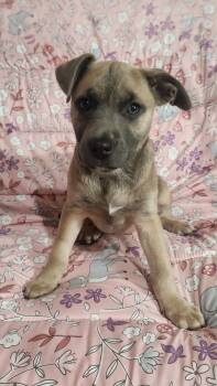 Pit Bull Terrier Dogs Available for Adoption in Freeland, Michigan - Sable | PetCurious