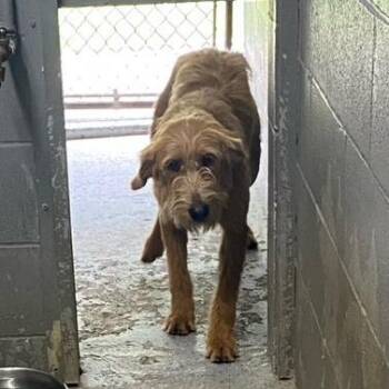 Bella -  Labrador Retriever and Standard Poodle Dog for Adoption in Chehalis, Washington - Bella | PetCurious