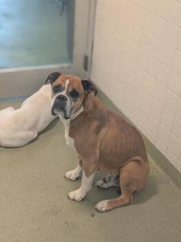 Boxer Dogs Available for Adoption in Hewitt, Texas - Laughlin | PetCurious