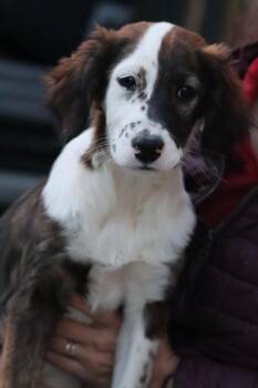 Available for Adoption - Harlie (MI, USA) -  English Setter Dog for Adoption in Chelsea, Michigan - Available For Adoption - Harlie (MI, USA) | PetCurious