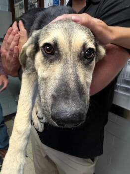 AMY WONG -  German Shepherd Dog Dog for Adoption in Stockton, California - AMY WONG | PetCurious