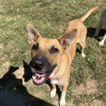 Rescue Mixed Breed Dogs for Adoption in Saint Charles, Missouri - Cider | PetCurious
