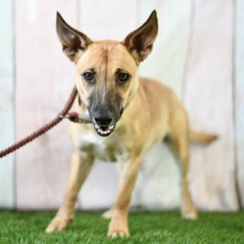 Rescue Black Mouth Cur and Mixed Breed Dogs for Adoption in Floresville, Texas - Astrid | PetCurious