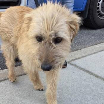 Tom Holland -  Mixed Breed Dog for Adoption in Voorhees Township, New Jersey - Tom Holland | PetCurious