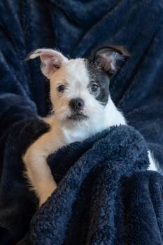 Rescue Mixed Breed Dogs for Adoption in Dearborn, Michigan - Nick Jonas | PetCurious