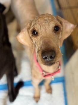 Poodle Dogs Available for Adoption - Soufflé  | PetCurious