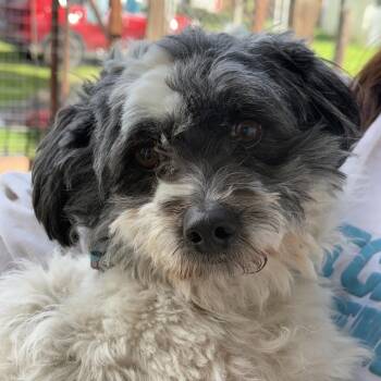 Poodle and Maltese Dogs Available for Adoption - Bean | PetCurious