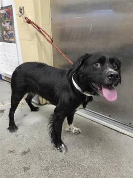 EVA -  Border Collie and Mixed Breed Dog Available for Adoption in Kent, Washington - EVA | PetCurious