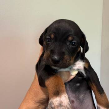 Seabreeze 22593 -  Dachshund and Black And Tan Coonhound Dog for Adoption in Cumming, Georgia - Seabreeze 22593 | PetCurious