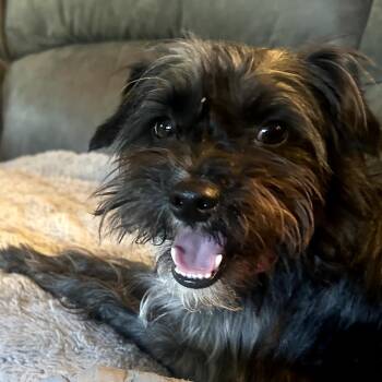 Harper -  Miniature Schnauzer and Shih Tzu Dog for Adoption in Benton City, Washington - Harper | PetCurious