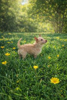Portuguese Podengo Dogs Available for Adoption in Las Vegas, Nevada - Charlie | PetCurious