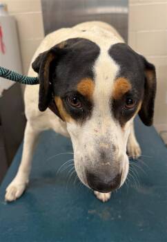 Australian Cattle Dog Blue Heeler and Mixed Breed Dogs Available for Adoption - MINNIE | PetCurious