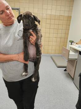 Cane Corso and Black Labrador Retriever Dogs Available for Adoption in Greenfield, Indiana - Ally | PetCurious