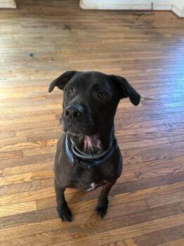 Rescue Black Labrador Retriever Dogs for Adoption in Athens, Alabama - Naruto | PetCurious