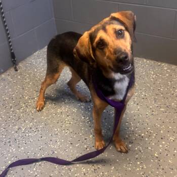 TUSC-Stray-85495 -  Shepherd and Hound Dog for Adoption in Tuscaloosa, Alabama - TUSC-Stray-85495 | PetCurious