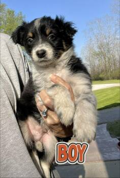 Australian Shepherd and Shetland Sheepdog Sheltie Dogs Available for Adoption in Armada, Michigan - Levi And Lexi  | PetCurious