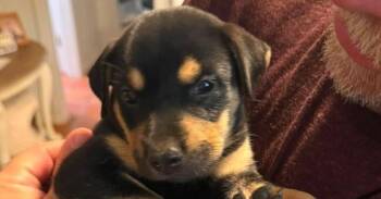 Jigglypuff -  German Shepherd Dog and Labrador Retriever Dog for Adoption in Newnan, Georgia - Jigglypuff | PetCurious