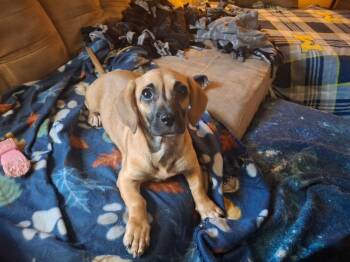 Hannah -  Dachshund and Chihuahua Dog for Adoption in Coldwater, Michigan - Hannah | PetCurious