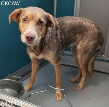 A478131 -  Lakeland Terrier Dog for Adoption in Oklahoma City, Oklahoma - A478131 | PetCurious