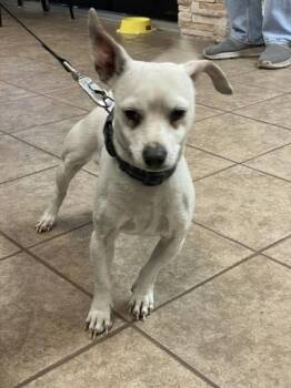 Chihuahua and Mixed Breed Dogs Available for Adoption - El Pacho | PetCurious