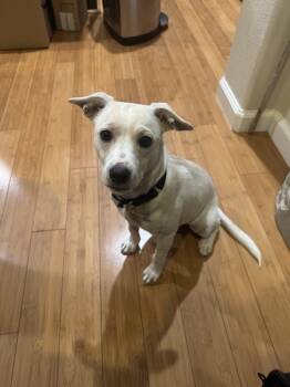 Rescue Mixed Breed Dogs for Adoption in Milpitas, California - Ronaldo | PetCurious