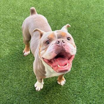 American Bulldog Dogs Available for Adoption - George | PetCurious