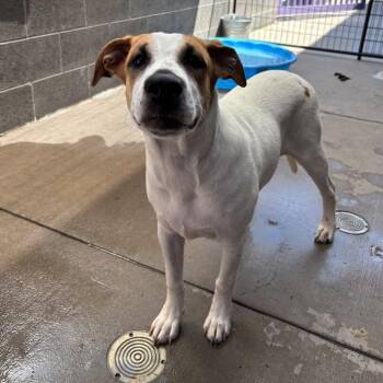 Reba -  Mixed Breed Dog for Adoption in Tacoma, Washington - Reba | PetCurious