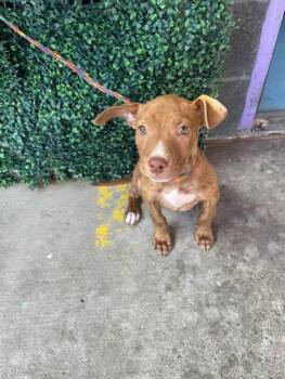 Pit Bull Terrier and Mixed Breed Dogs Available for Adoption in El Paso, Texas - 60987025 | PetCurious