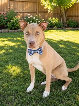 WHISKY GS -  American Staffordshire Terrier Dog for Adoption in Lucas, Texas - WHISKY GS | PetCurious