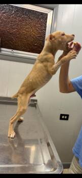 Kevin -  German Pinscher Dog for Adoption in Lakewood Ranch, Florida - Kevin | PetCurious