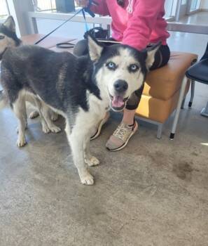 Rescue Husky and Mixed Breed Dogs for Adoption in Fort Worth, Texas - Bella | PetCurious